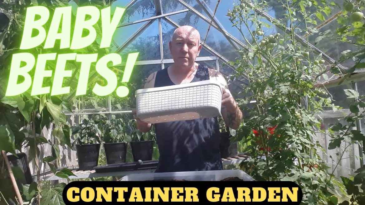 Grow Baby Beetroot At Home [Container Gardening] [Gardening Allotment UK] [Grow Vegetables At Home ]