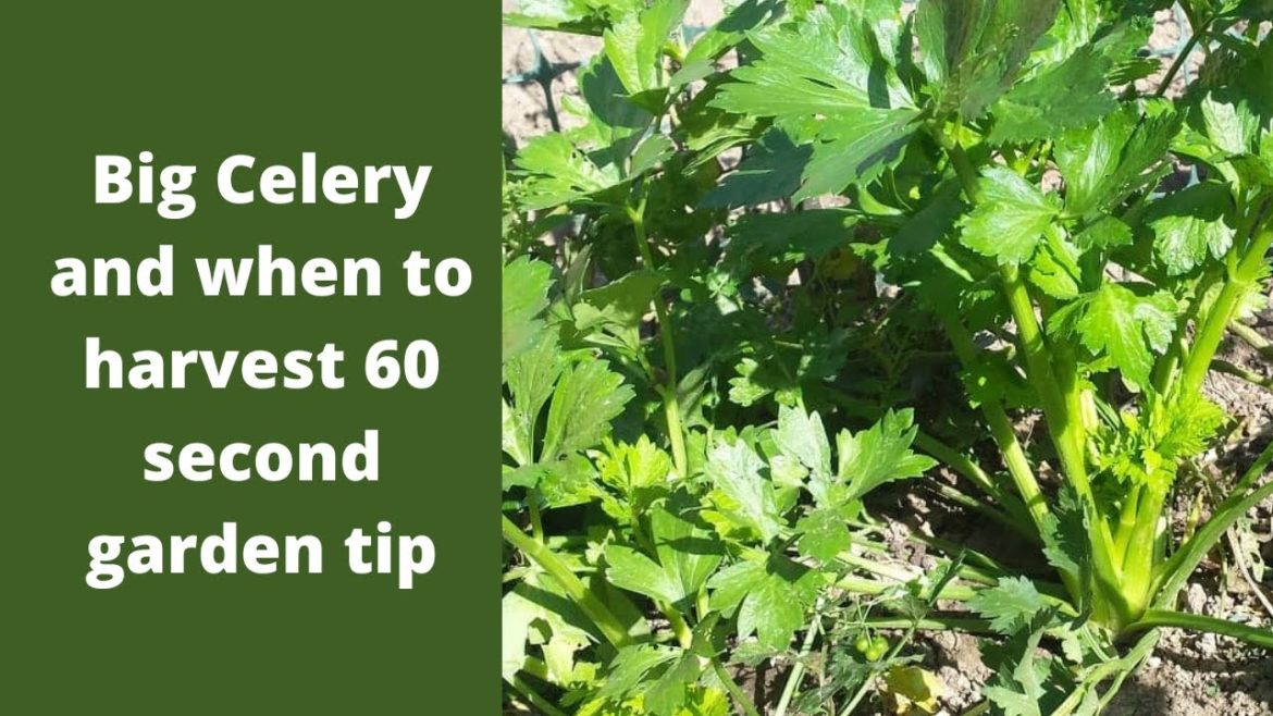 Big Celery and when to harvest 60 second garden tip