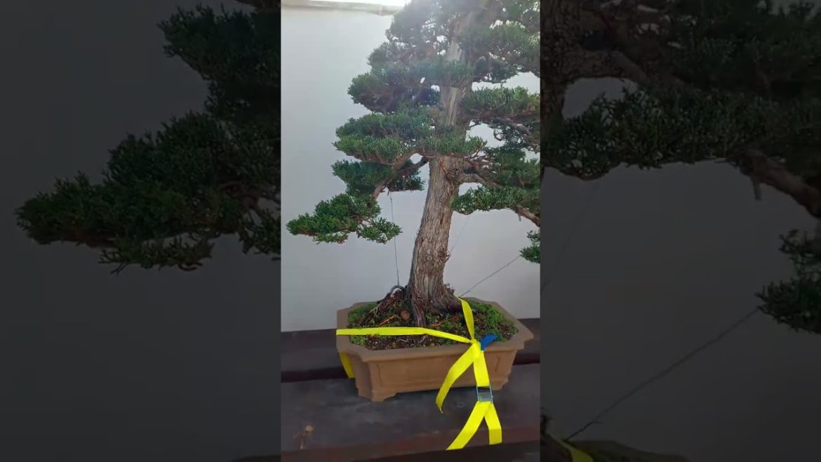 Bonsai collection