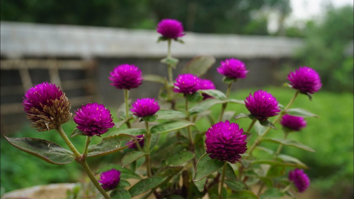 Garden home decor 2020 -  Flower and vegetable garden design #1