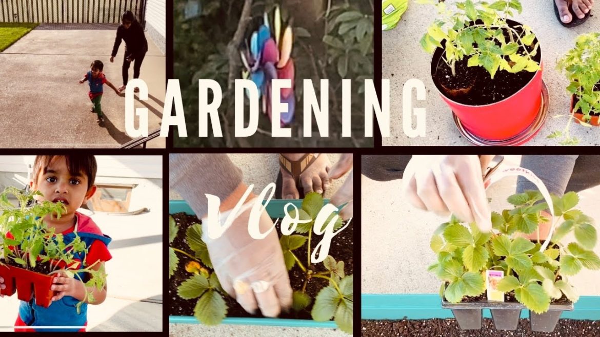 Started vegetable gardening at home | Container gardening at home | Telugu vlogs from usa
