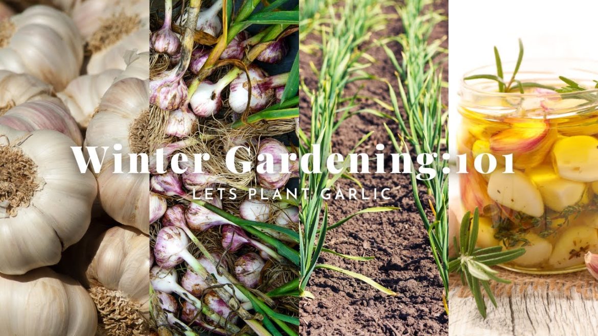 Winter Gardening 101: Plant Garlic Now for a Delicious Harvest Later Winter Gardening 101: Plant Garlic Now for a Delicious Harvest Later