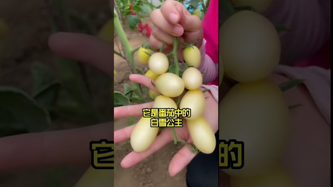 how to growth vegetable /gardening ideas for home how to growth vegetable /gardening ideas for home