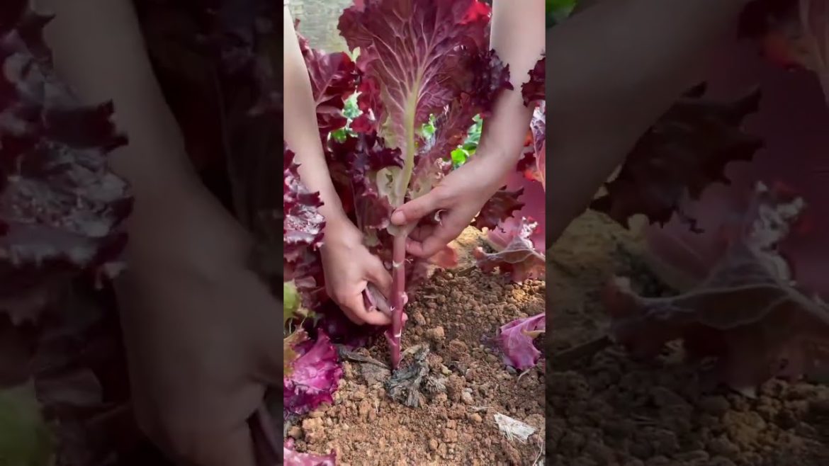 how to growth vegetable /gardening ideas for home how to growth vegetable /gardening ideas for home