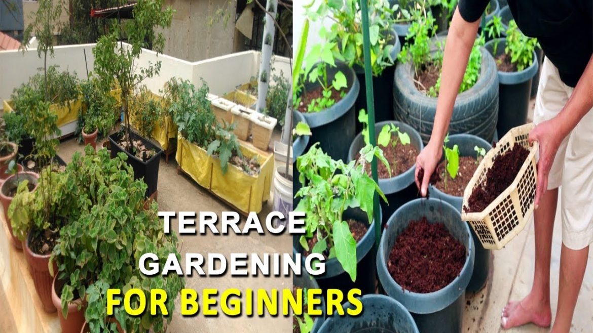 Terrace Gardening for Beginners || Container Gardening Ideas || Rama Raju || SumanTV Tree