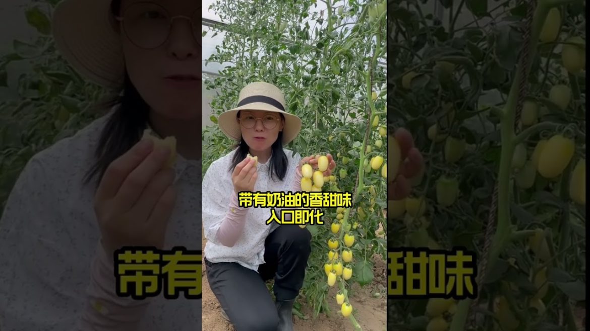 how to growth vegetable /gardening ideas for home how to growth vegetable /gardening ideas for home