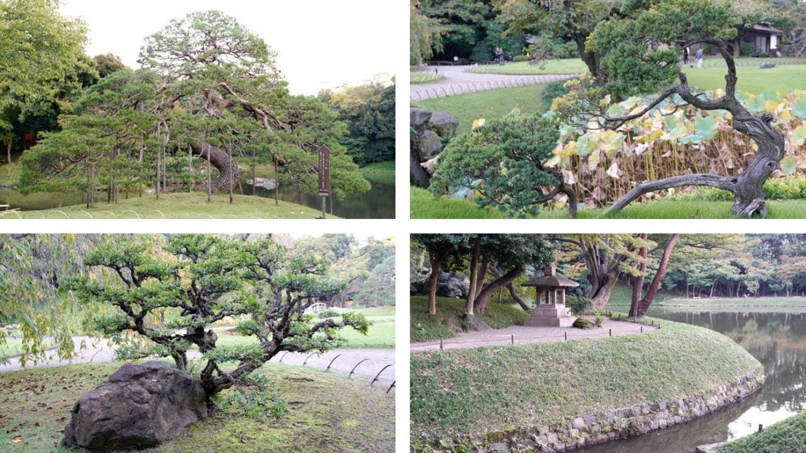 Japan, Day 6.2, Tokyo - Koishikawa Kōrakuen Garden, 小石川後楽園, Niwaki/Japanese Garden Trees [4K, ASMR]