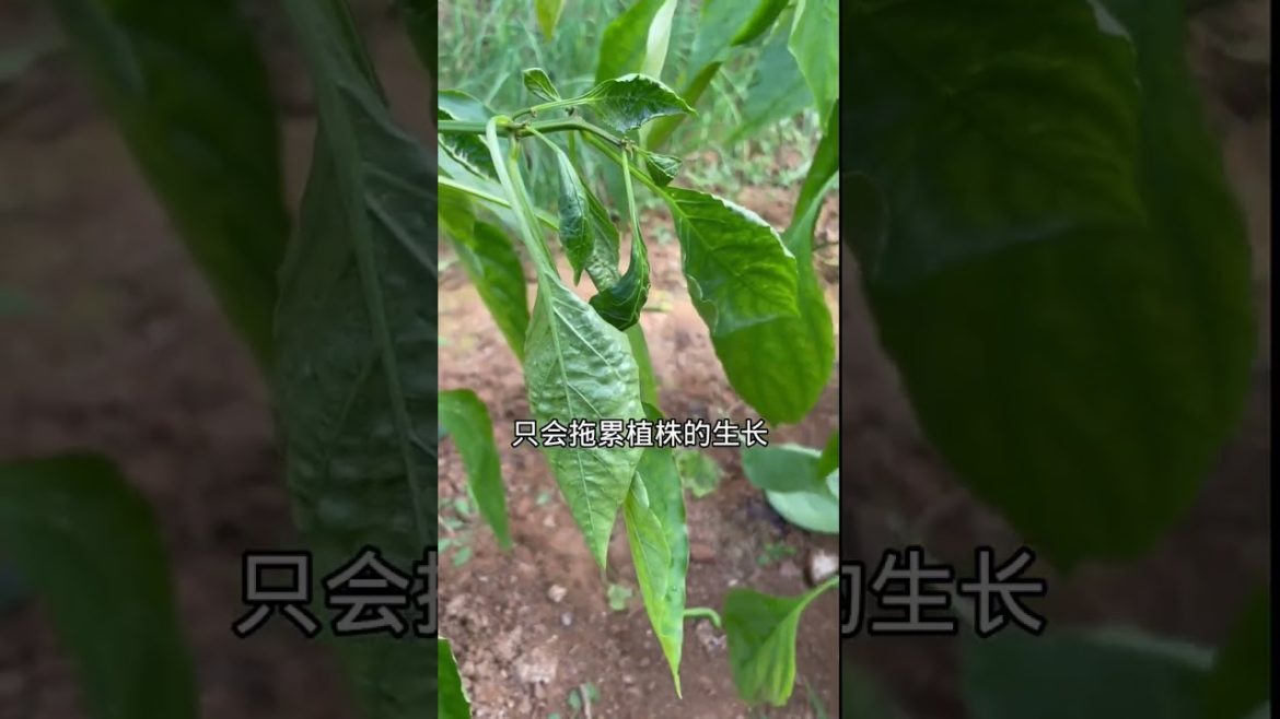 how to growth vegetable /gardening ideas for home how to growth vegetable /gardening ideas for home