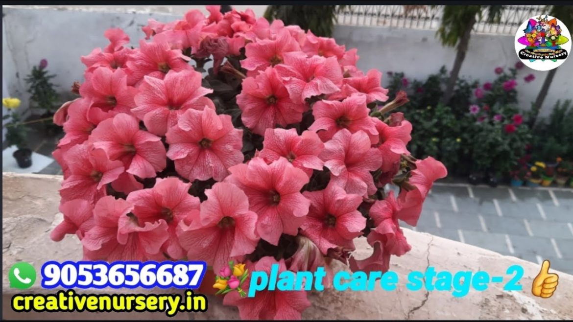 (स्टेज -2) सर्दियों के पोधो की देखभाल कैसे करें|Winter plant care stage-2