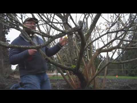 Gardening tips: Edgeworthia Gardening tips: Edgeworthia