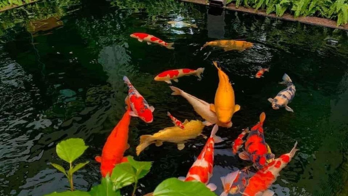 Amazing Outdoor Backyard Garden Koi Pond | Japanese Koi Fish Pond Ideas Amazing Outdoor Backyard Garden Koi Pond | Japanese Koi Fish Pond Ideas