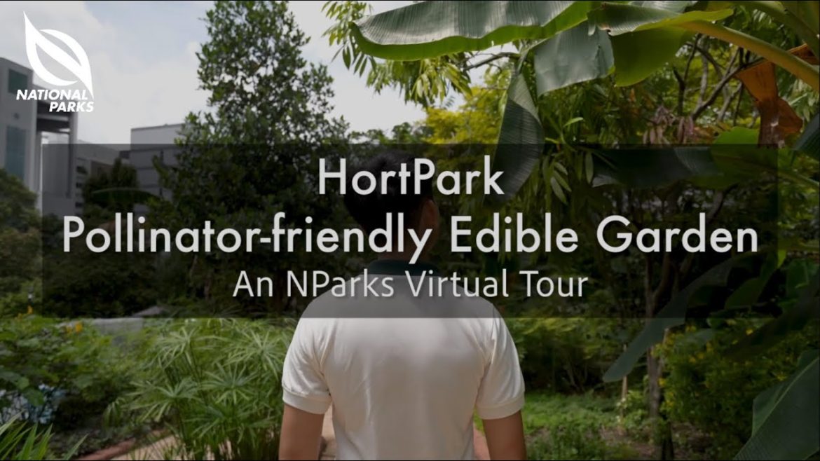 Pollinator-friendly Edible Garden at HortPark | An NParks Virtual Tour Pollinator-friendly Edible Garden at HortPark | An NParks Virtual Tour