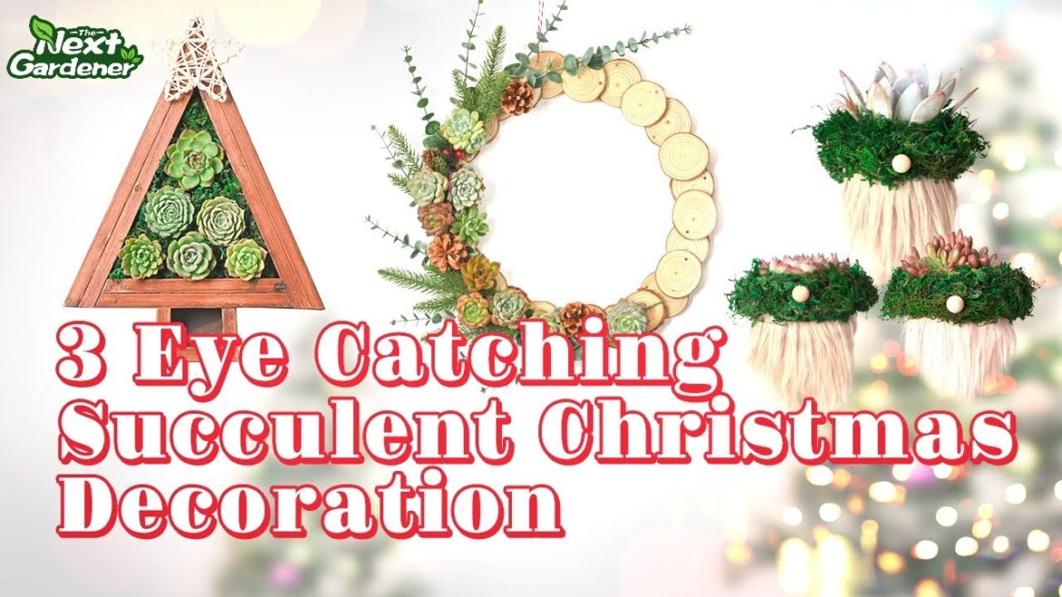 Three Eye-Catching Christmas Succulent Decors | The Next Gardener