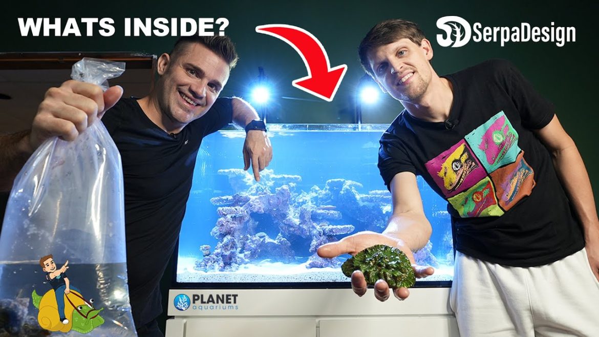 Setting Up SerpaDesign FIRST Saltwater Tank EVER! W/Tidal Gardens