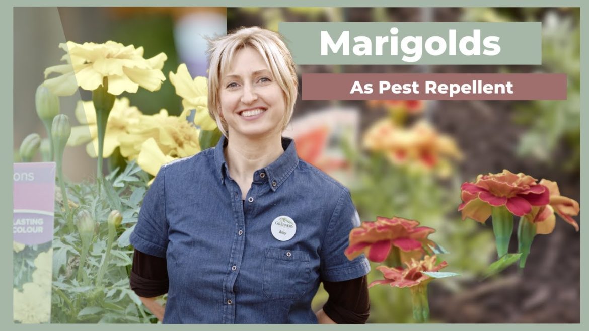 Pest Control Through Marigolds | The Greenery Garden & Home Pest Control Through Marigolds | The Greenery Garden & Home