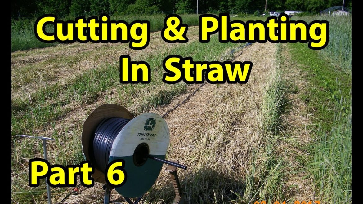 True NO TILL Organic Vegetable Gardening with mulch for beginners 101. Pt 6 True NO TILL Organic Vegetable Gardening with mulch for beginners 101. Pt 6