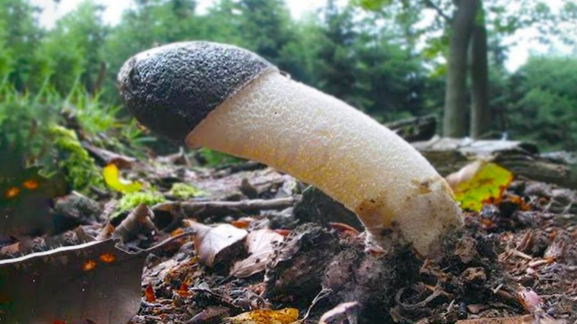 20 Plants That Are Born Only Once In a Thousand Years