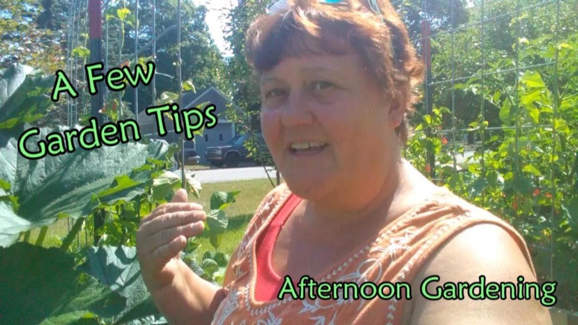 A Few Garden Tips | Afternoon Gardening A Few Garden Tips | Afternoon Gardening