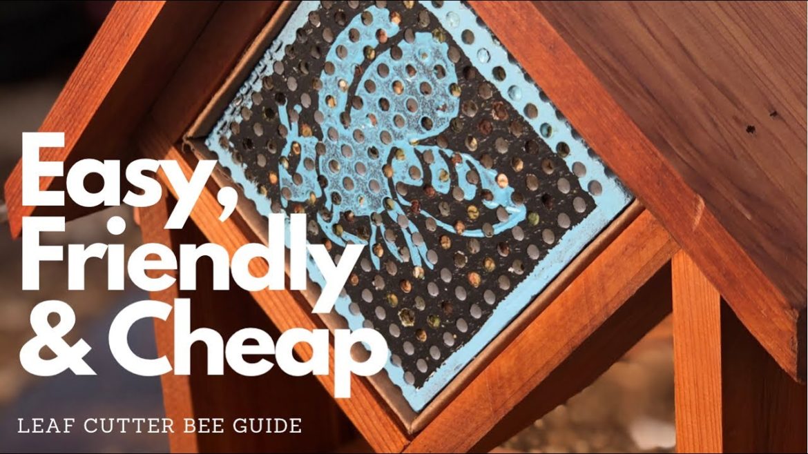THE ALTERNATIVE TO HONEY BEES FOR A BACKYARD GARDEN. LEAF CUTTER BEES FOR BACKYARD GARDENS GUIDE 🐝 THE ALTERNATIVE TO HONEY BEES FOR A BACKYARD GARDEN. LEAF CUTTER BEES FOR BACKYARD GARDENS GUIDE 🐝