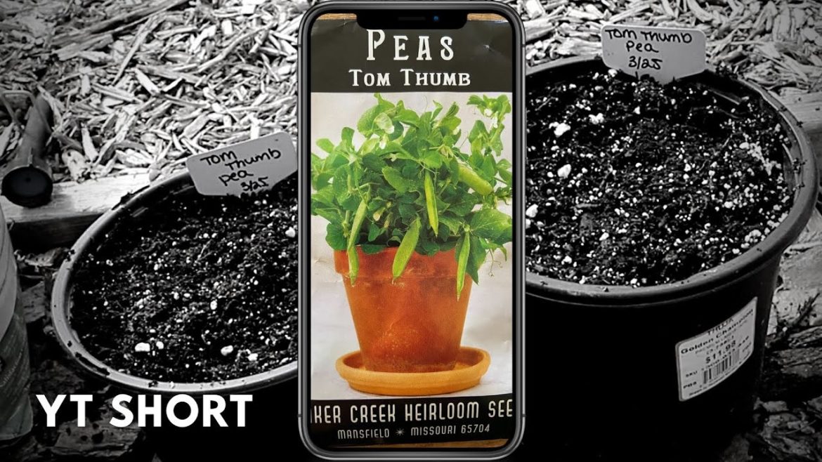 TOM THUMB PEAS | Container Gardening 🪴 TOM THUMB PEAS | Container Gardening 🪴