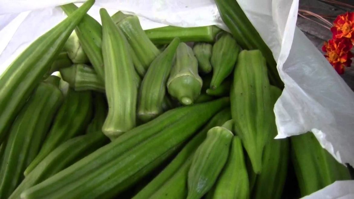 OKRA UPDATE AND OKRA GARDEN TIPS