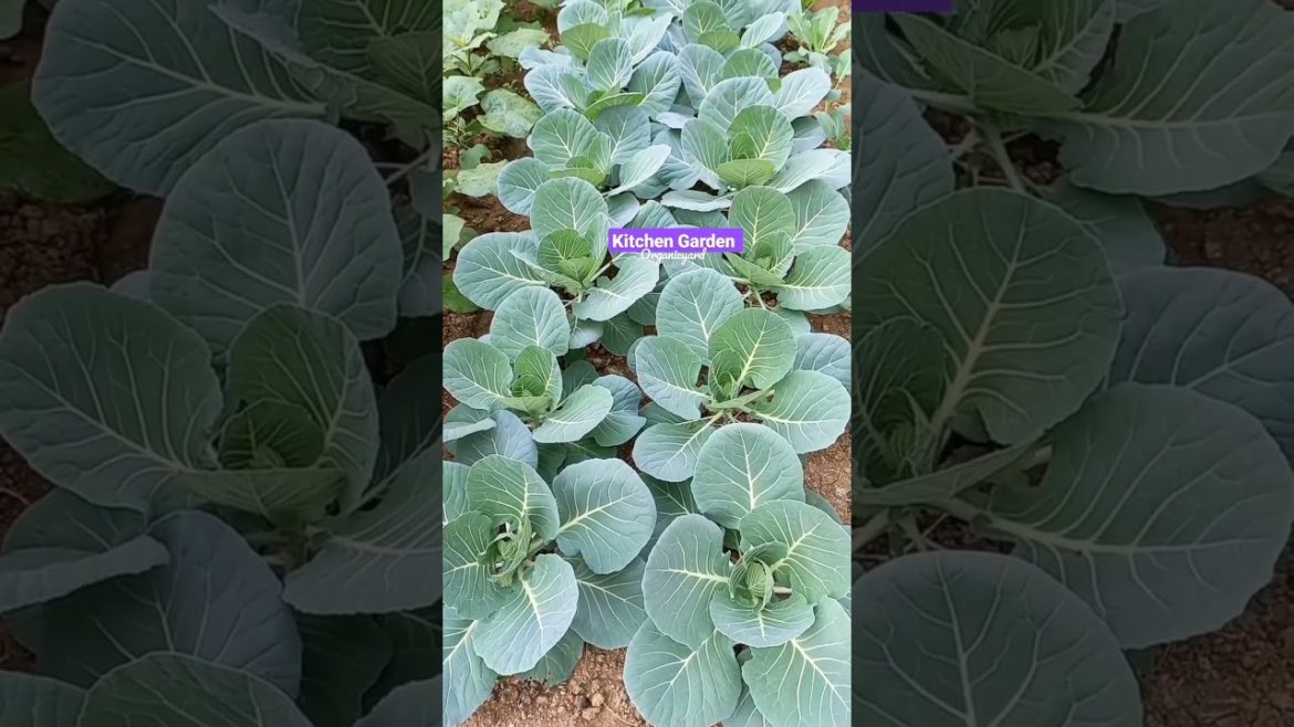 Kitchen Garden|Kitchen Gardening |Backyard Garden | Organic Yard #shorts #kitchengarden #gardening