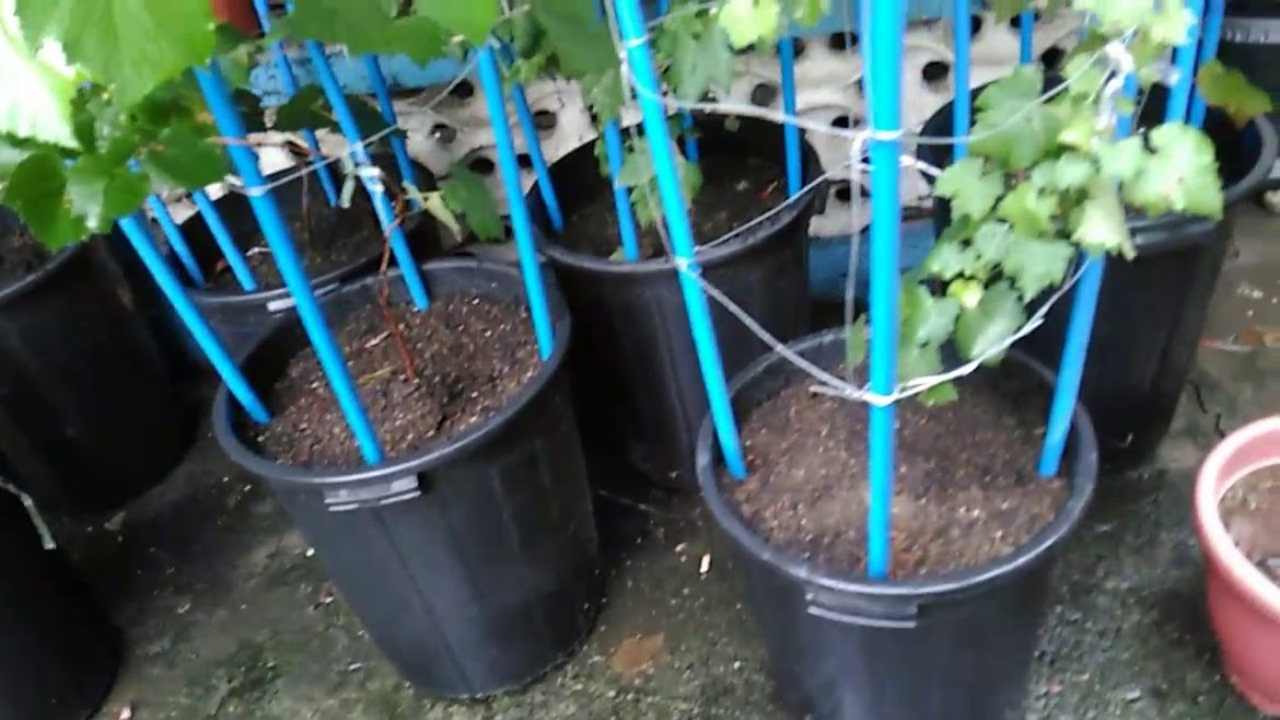 Container Gardening - When rainy season comes