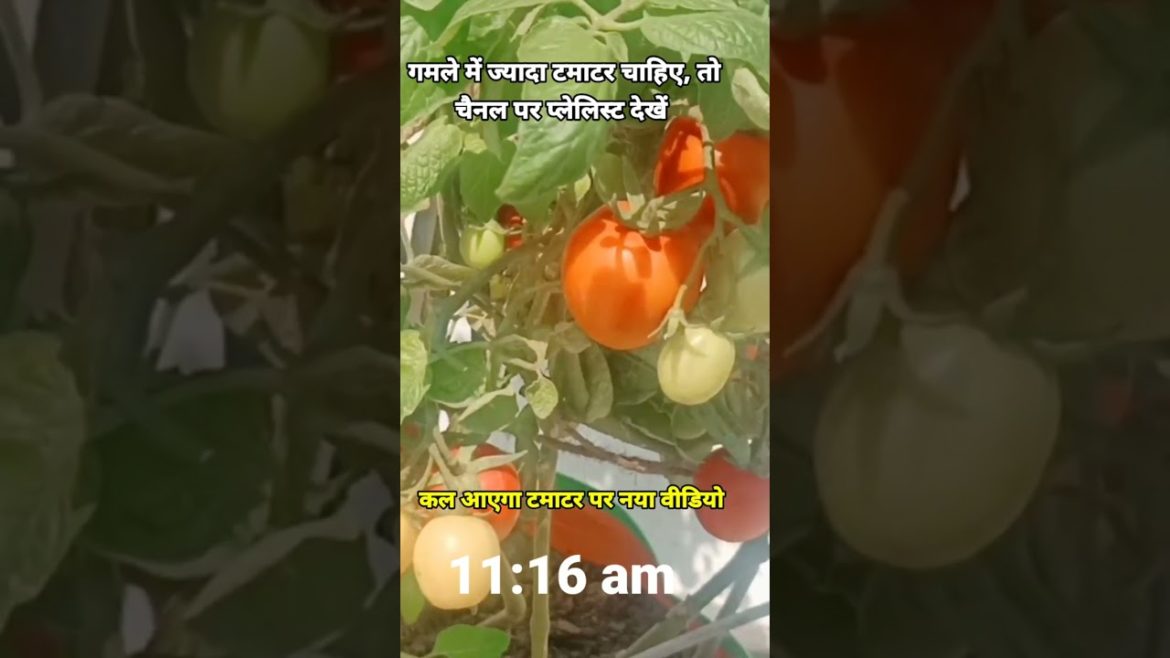 गमले में ज्यादा टमाटर ऐसे उगाएं #naturetreasure #shorts