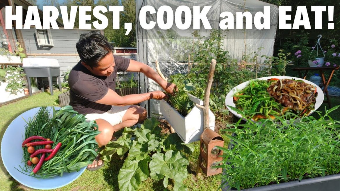 HARVEST, COOK and EAT Asian Vegetables from My Backyard Garden. Gardening. ASMR! Oulu, Finland.