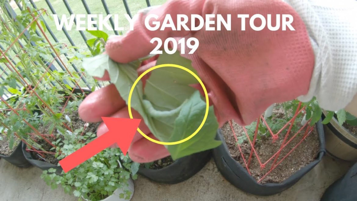 Weekly Garden Tour || Urban Patio Container Gardening 2019 Weekly Garden Tour || Urban Patio Container Gardening 2019
