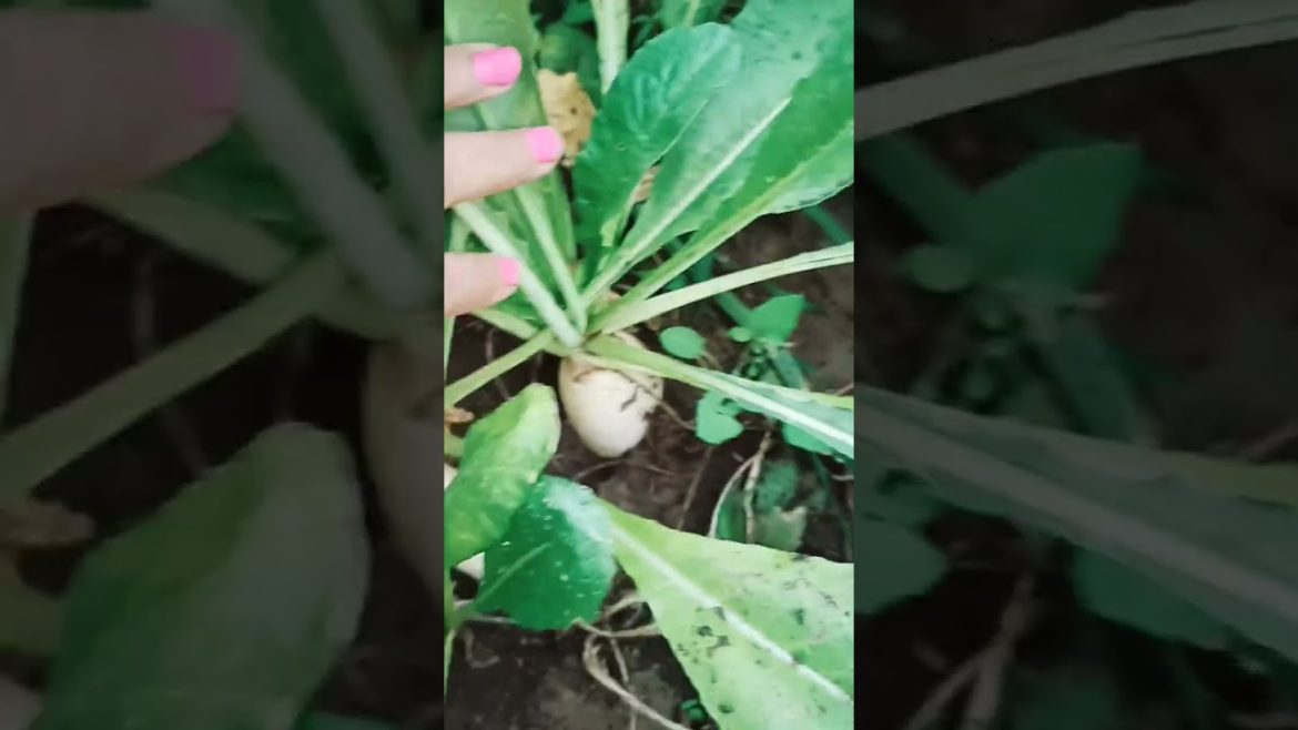 Mooli harvest #naturetreasure