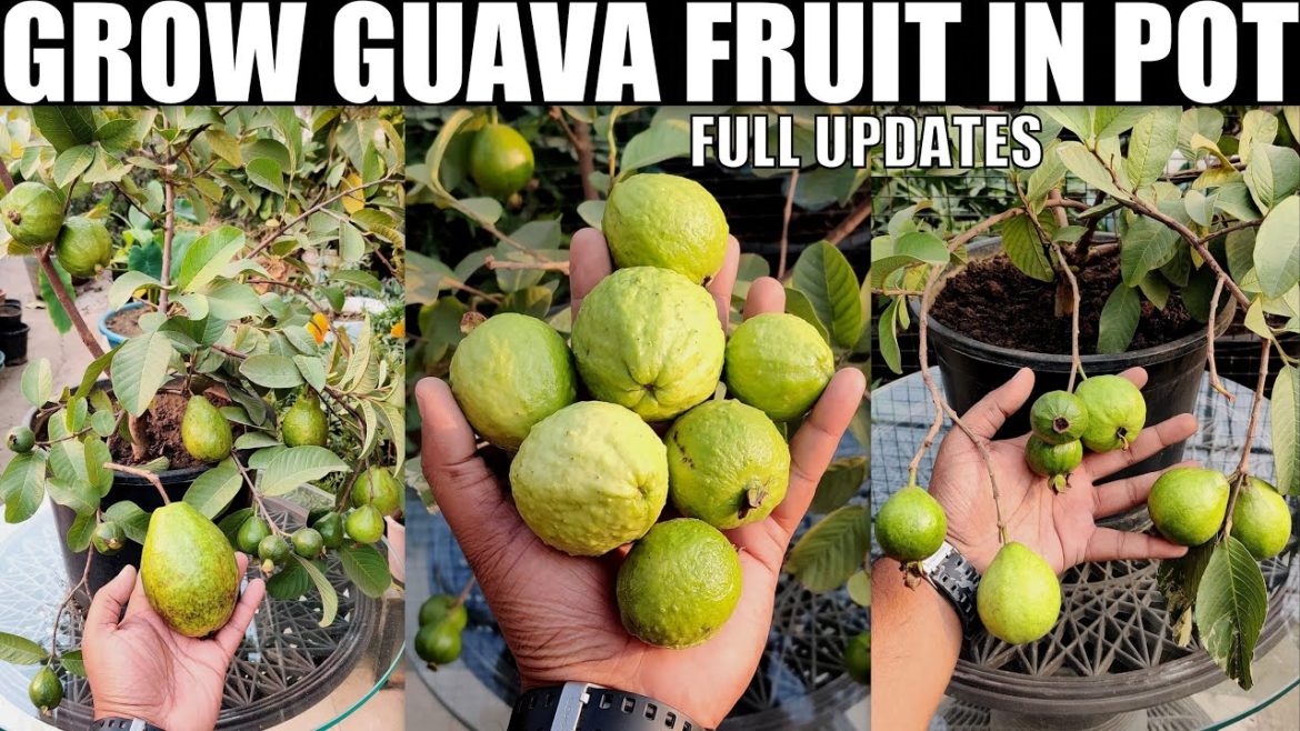 How To Grow Guava Tree | FULL INFORMATION How To Grow Guava Tree | FULL INFORMATION