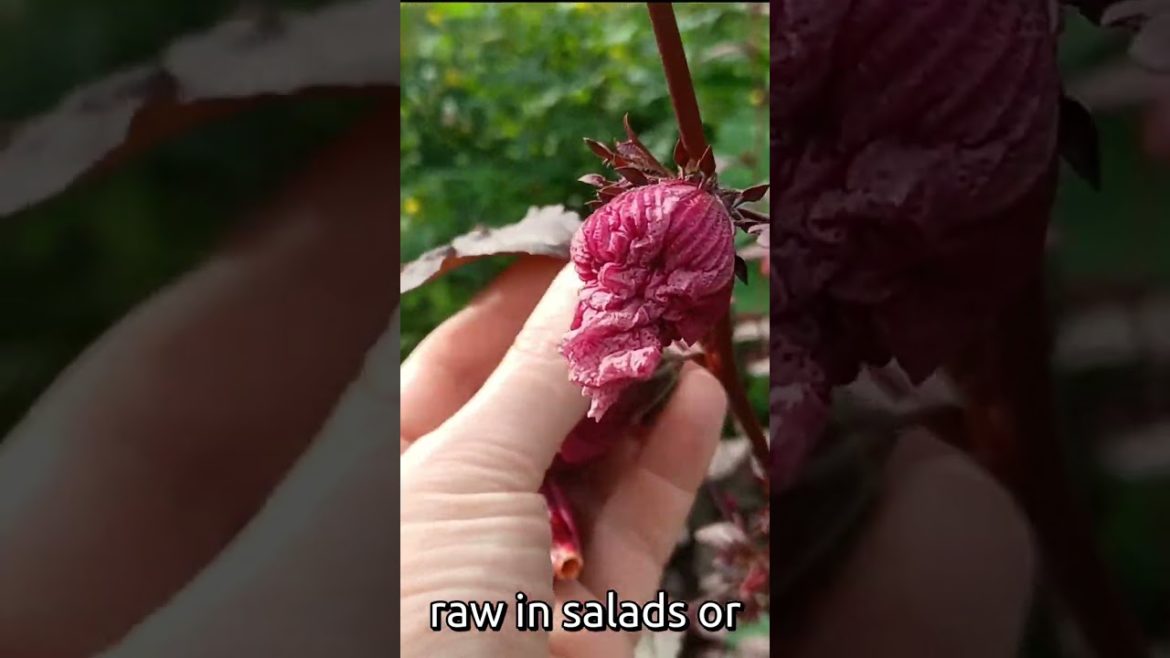 #shorts How to Harvest Cranberry Hibiscus Flowers: Tips From a Florida Homesteader