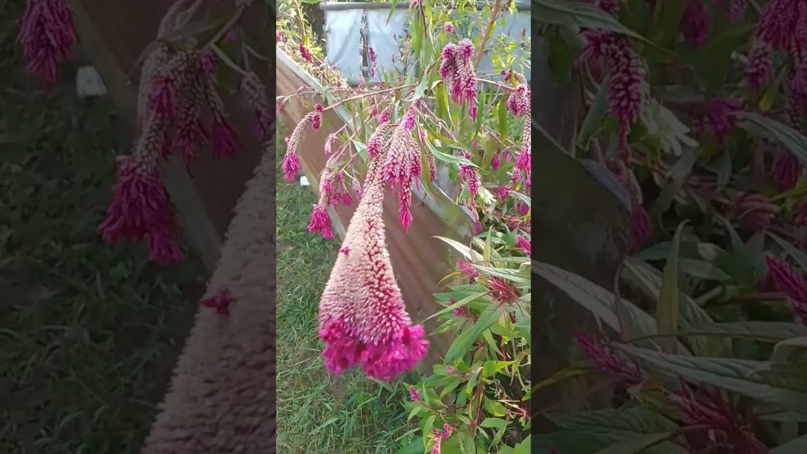 CELOCIA or COCK's COMB FLOWER, #shorts #youtubeshorts #celociaflower #nature #flowers #viral CELOCIA or COCK's COMB FLOWER, #shorts #youtubeshorts #celociaflower #nature #flowers #viral
