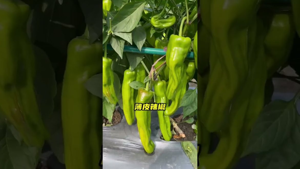 how to growth vegetable /gardening ideas for home how to growth vegetable /gardening ideas for home