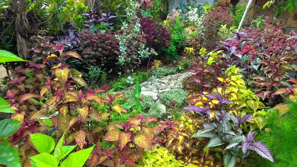 MY COZY BACKYARD GARDEN, SARAP PAG MASDAN