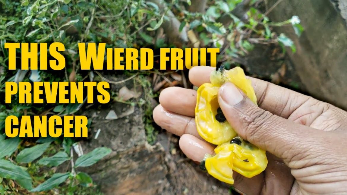 THIS WEIRD FRUIT PREVENTS CANCER! Pereskia Bleo