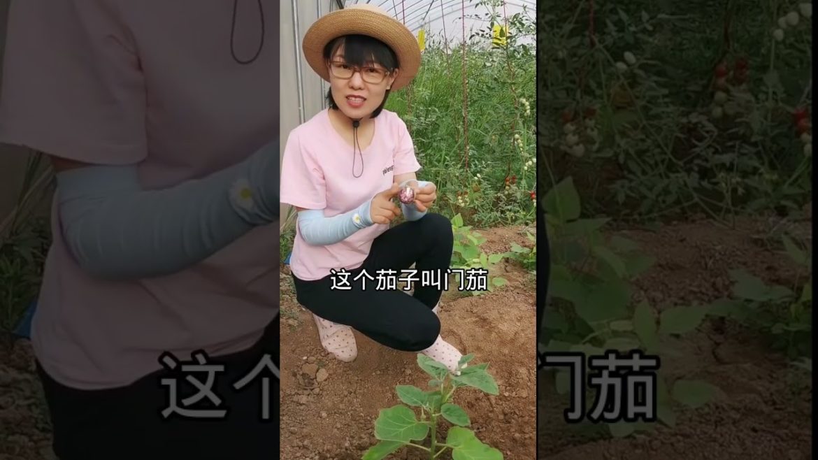 how to growth vegetable /gardening ideas for home how to growth vegetable /gardening ideas for home