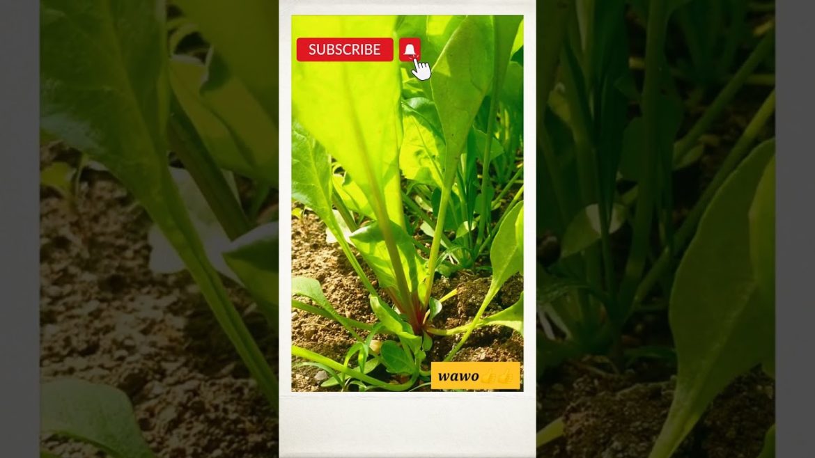 #Shorts#Gardening Tips & Techniques with Grow Spinach at Home#Kitchen Garden Ideas Care & Diy #Shorts#Gardening Tips & Techniques with Grow Spinach at Home#Kitchen Garden Ideas Care & Diy