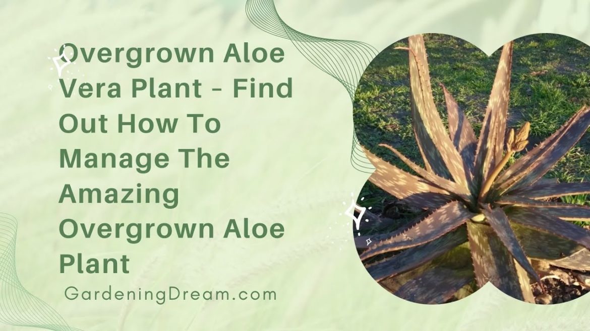 Overgrown Aloe Vera Plant – Find Out How To Manage The Amazing Overgrown Aloe Plant