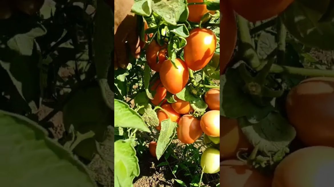 ripe tomatoes in my garden #shorts ripe tomatoes in my garden #shorts