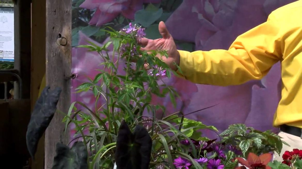 Creating the Perfect Container Garden ENGLISH GARDENS Creating the Perfect Container Garden ENGLISH GARDENS