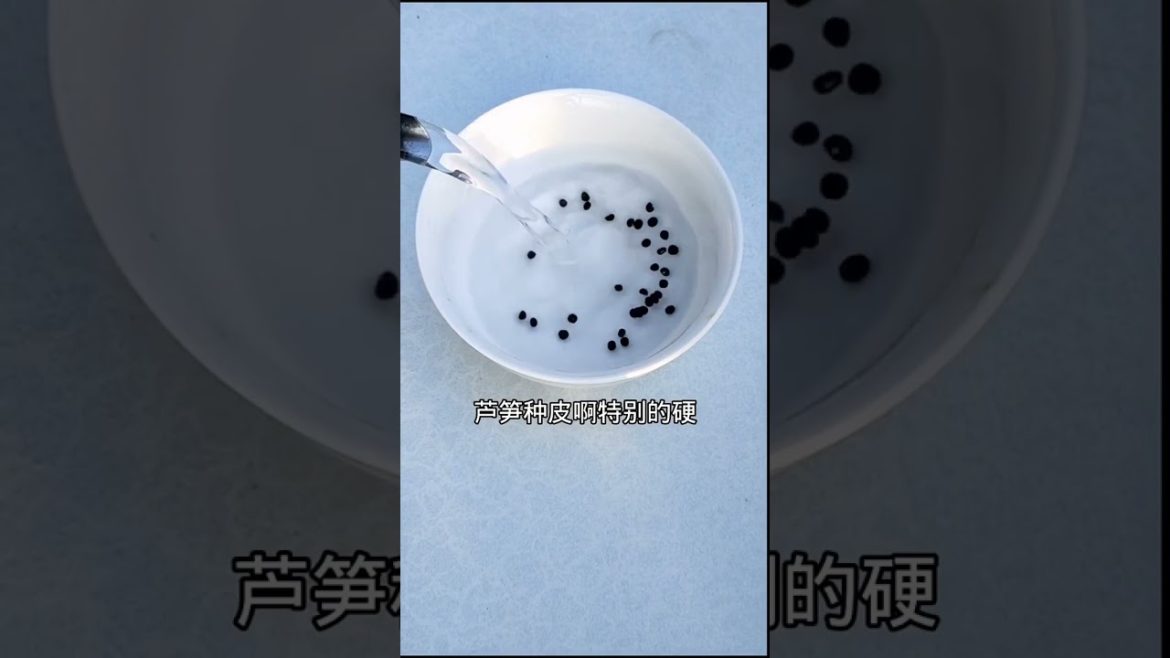 how to growth vegetable /gardening ideas for home how to growth vegetable /gardening ideas for home