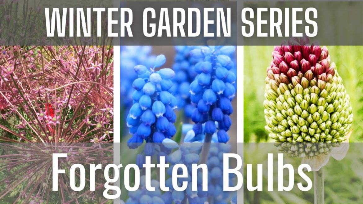 ❄ WINTER Garden Series - Forgotten Bulbs | Planting Allium & Muscari Bulbs | Bulb Planting | Zone 8
