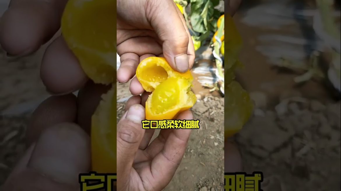 how to growth vegetable /gardening ideas for home how to growth vegetable /gardening ideas for home