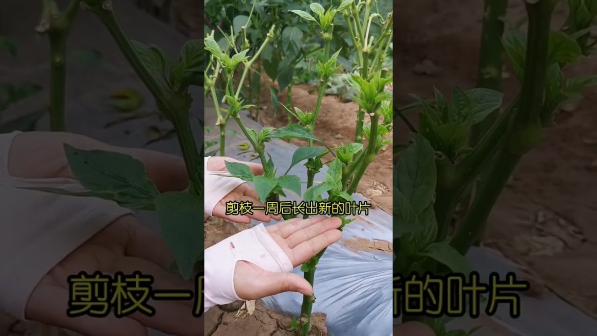 how to growth vegetable /gardening ideas for home how to growth vegetable /gardening ideas for home