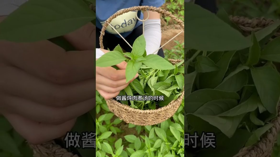 how to growth vegetable /gardening ideas for home how to growth vegetable /gardening ideas for home