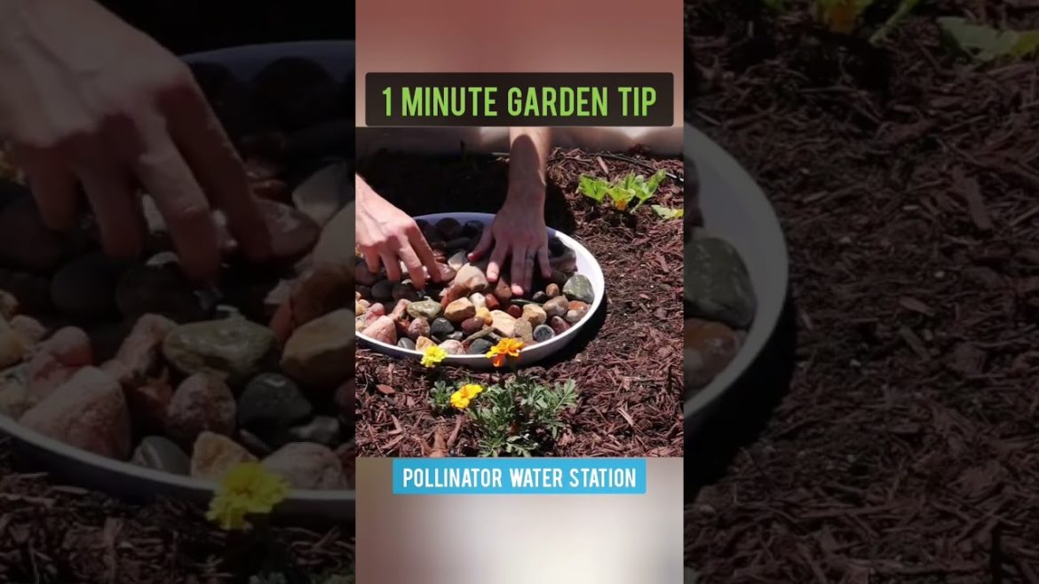 Build a Pollinator Water Fountain DIY 🐝🦋🐞 #gardentips #gardening #gardeningtips