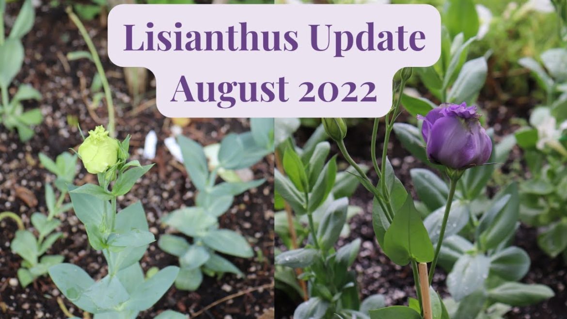 Lisianthus Update August 2022 // Gardening at the Simongetti North