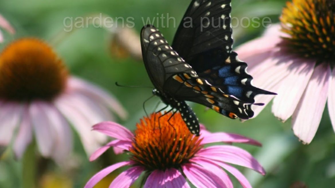 Artistic & Sustainable Garden Design for Wildlife — Monarch Gardens LLC Artistic & Sustainable Garden Design for Wildlife -- Monarch Gardens LLC